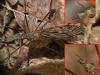 Tipula sp.